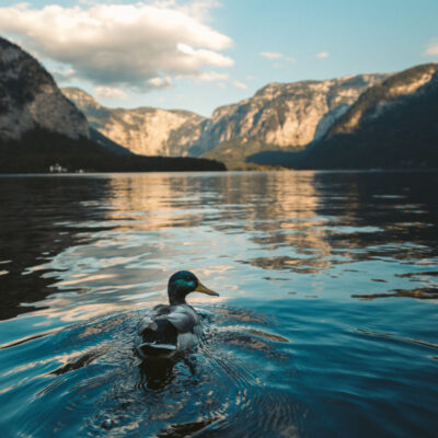 Afbeelding voor keuze nummer 2