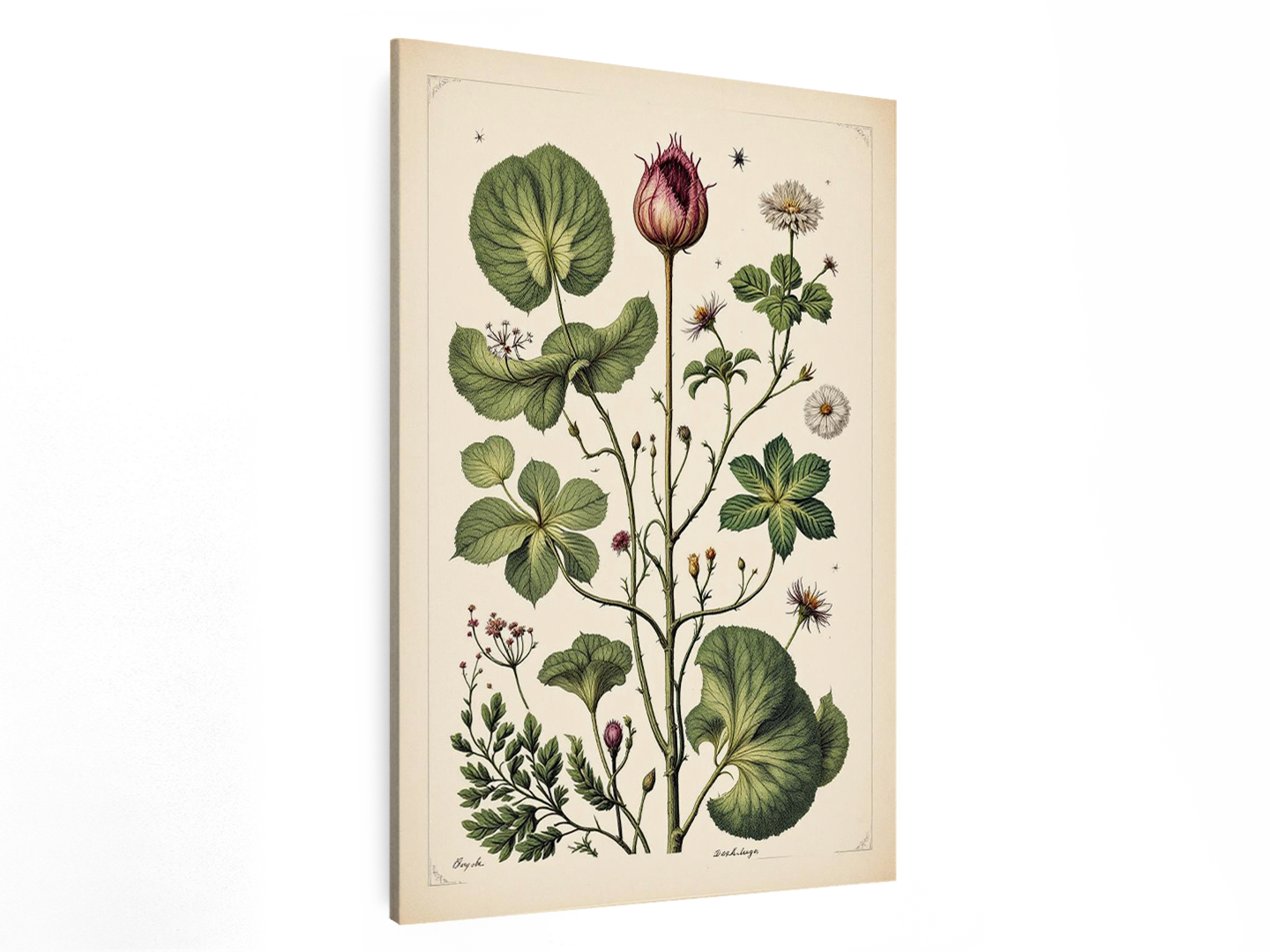 Wetenschappelijke tabel botanisch - Afbeelding 2