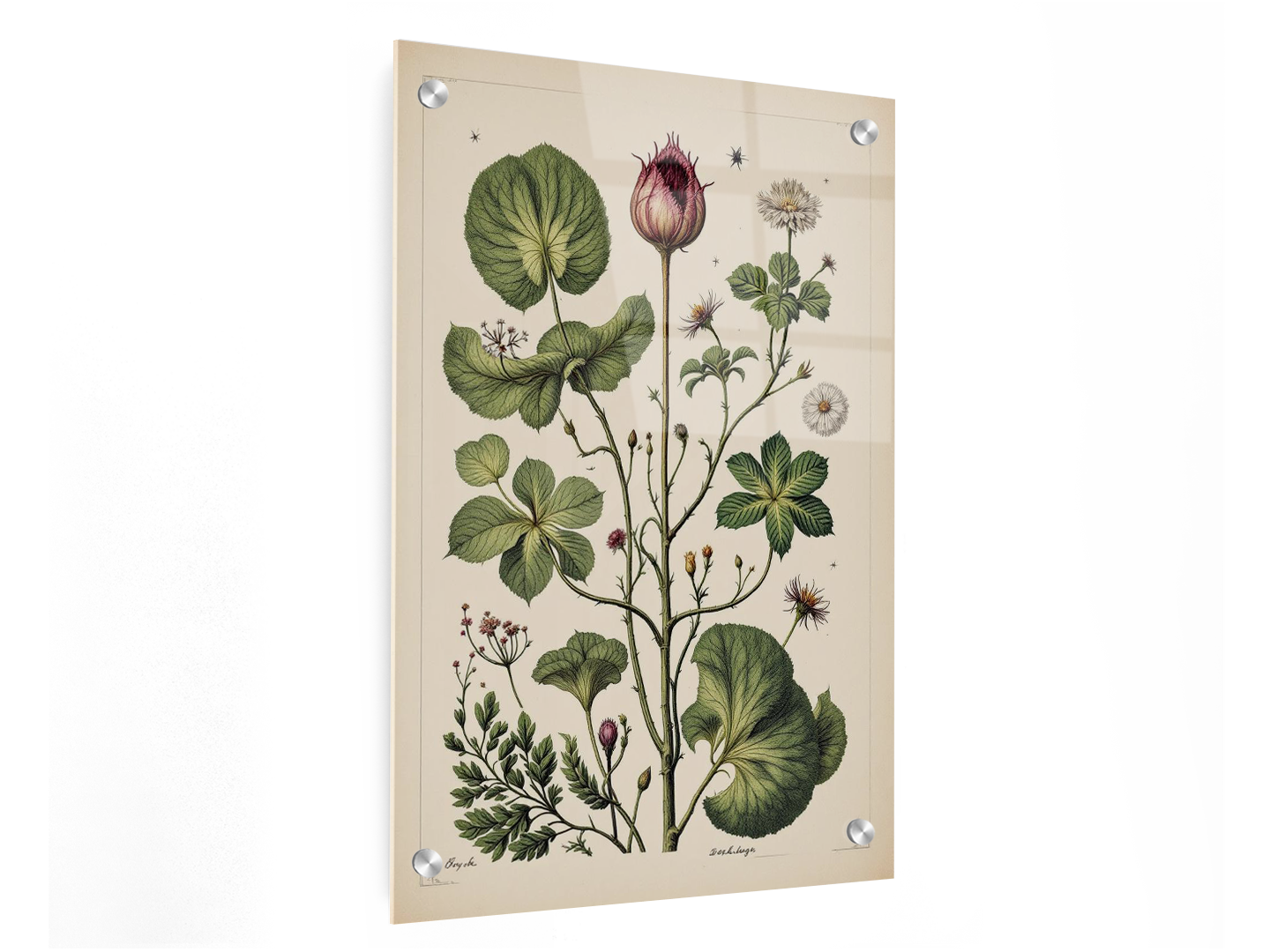 Wetenschappelijke tabel botanisch - Afbeelding 3