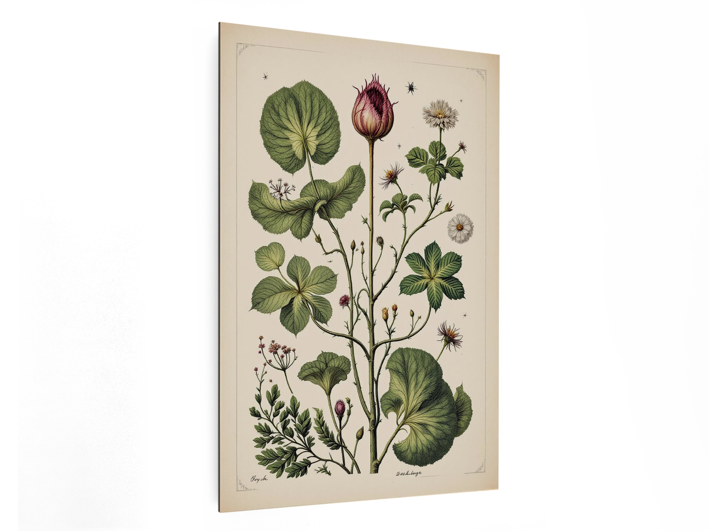 Wetenschappelijke tabel botanisch - Afbeelding 4