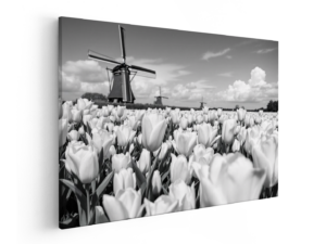Tulpen en windmolens