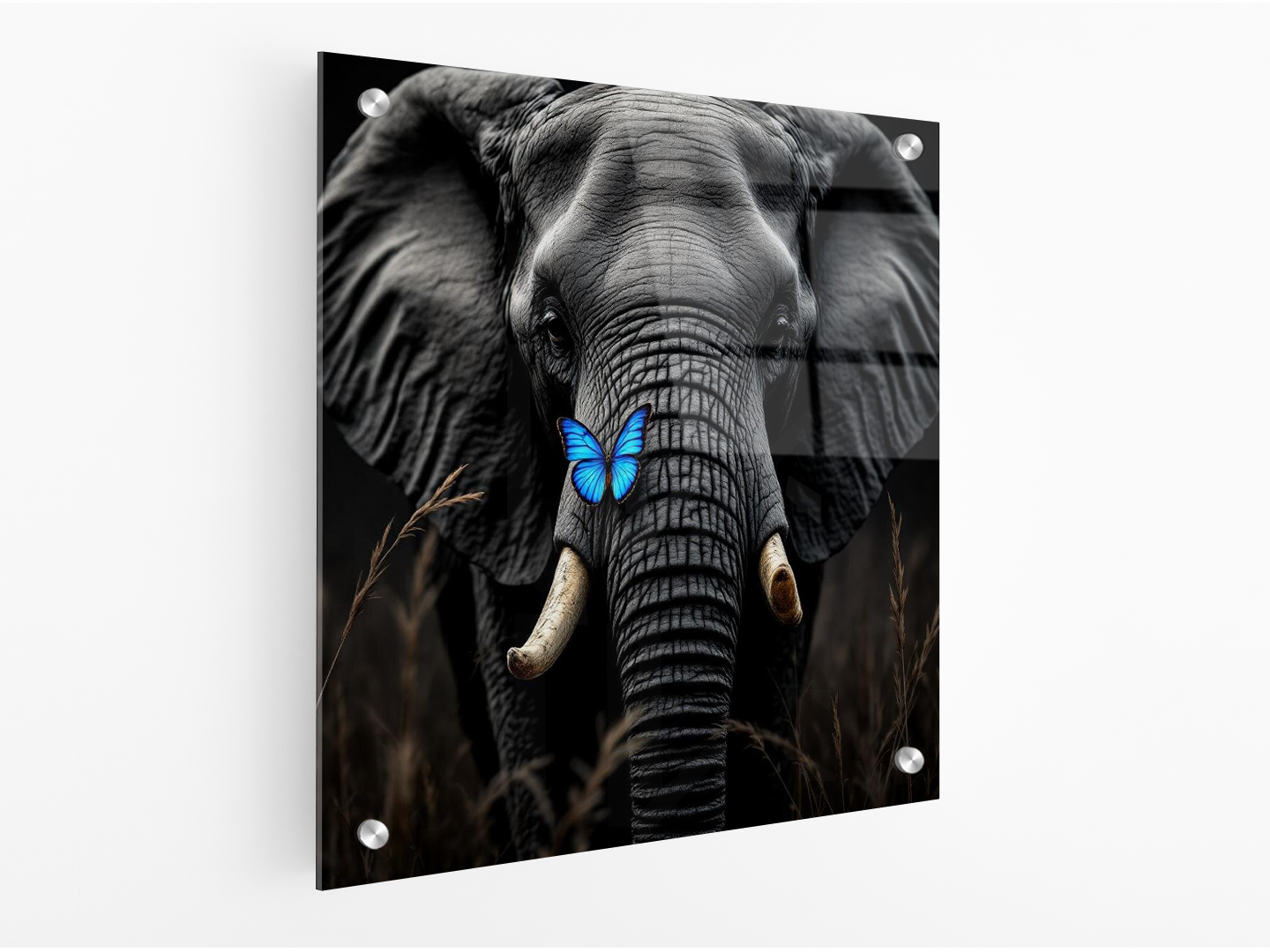 Olifant en vlinder - Afbeelding 3